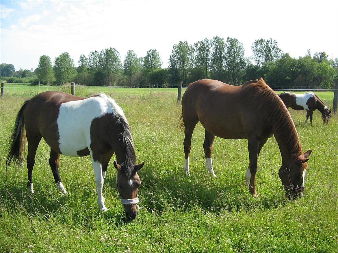 Pinto Kærgaards Couler Lady billede 10