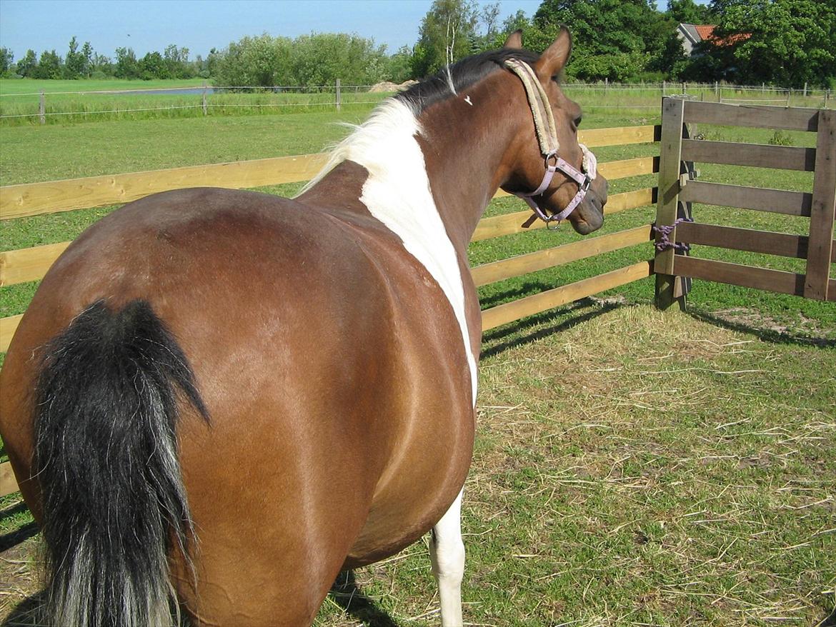 Pinto Kærgaards Couler Lady billede 13