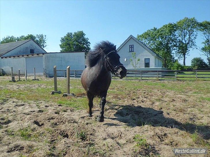 Shetlænder Beauty billede 10