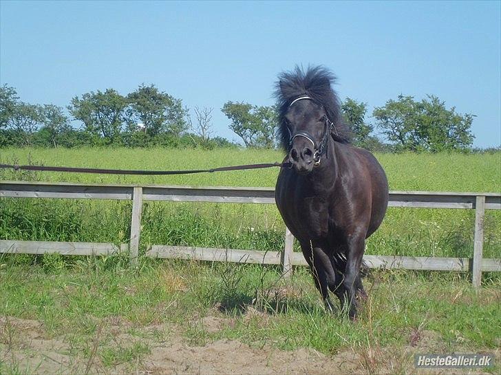 Shetlænder Beauty - Velkommen til Beauty's profil <3<3 Et kig værd!! :D billede 1