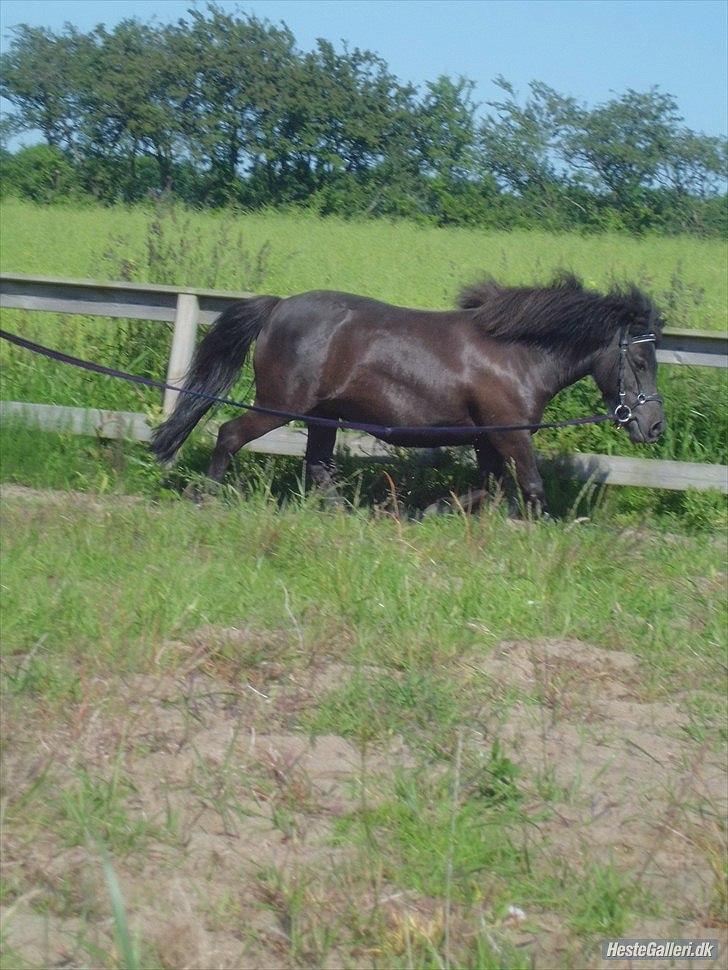 Shetlænder Beauty billede 11