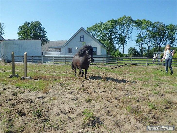 Shetlænder Beauty billede 12