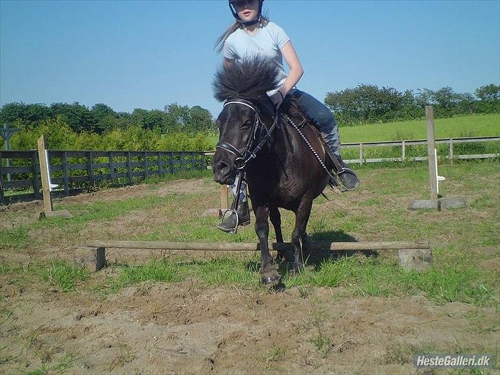 Shetlænder Beauty billede 13