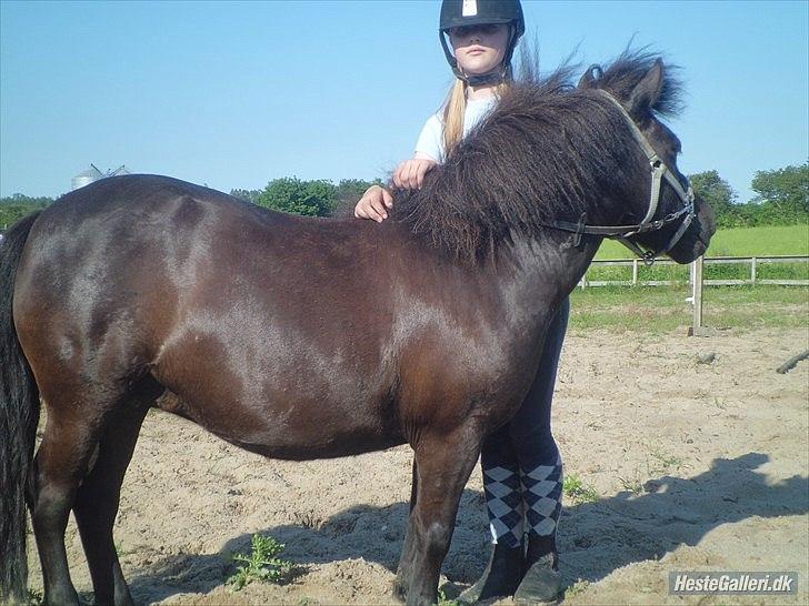 Shetlænder Beauty billede 14