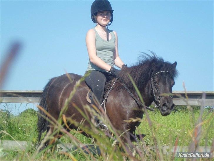 Shetlænder Beauty billede 15