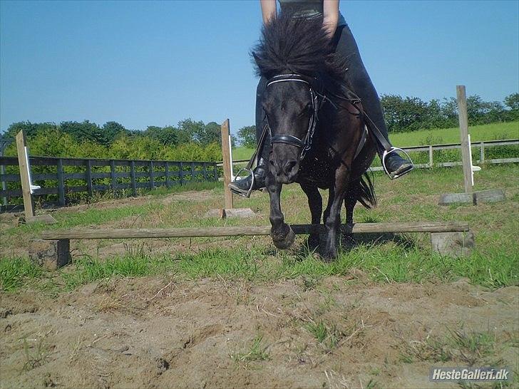 Shetlænder Beauty billede 16