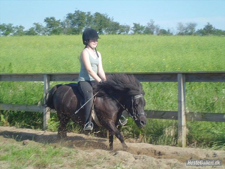 Shetlænder Beauty billede 17