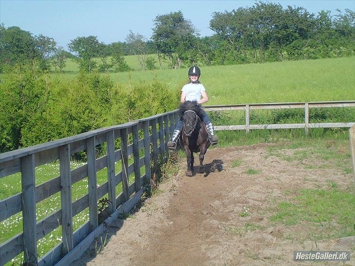 Shetlænder Beauty billede 18