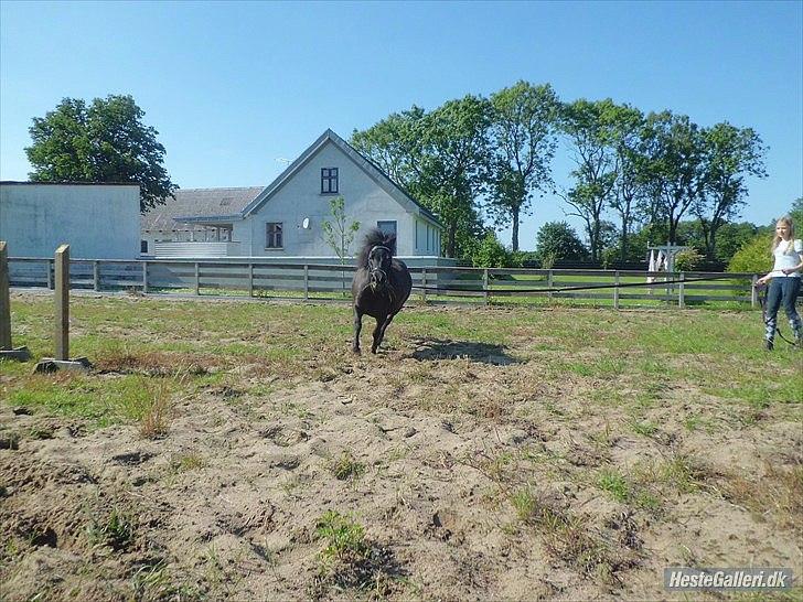 Shetlænder Beauty billede 19