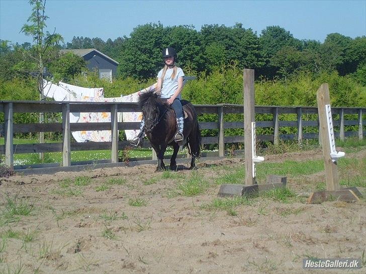 Shetlænder Beauty billede 20