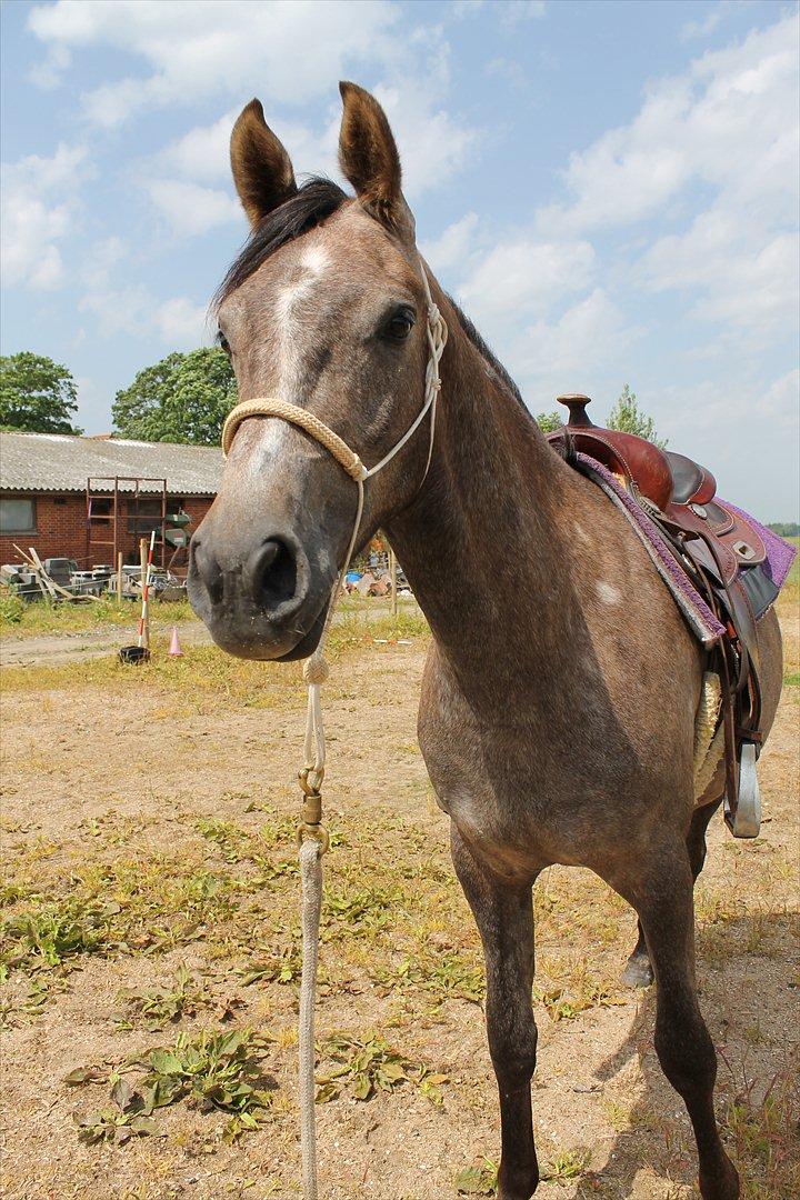 Anden særlig race SG Dusty Dakota billede 17