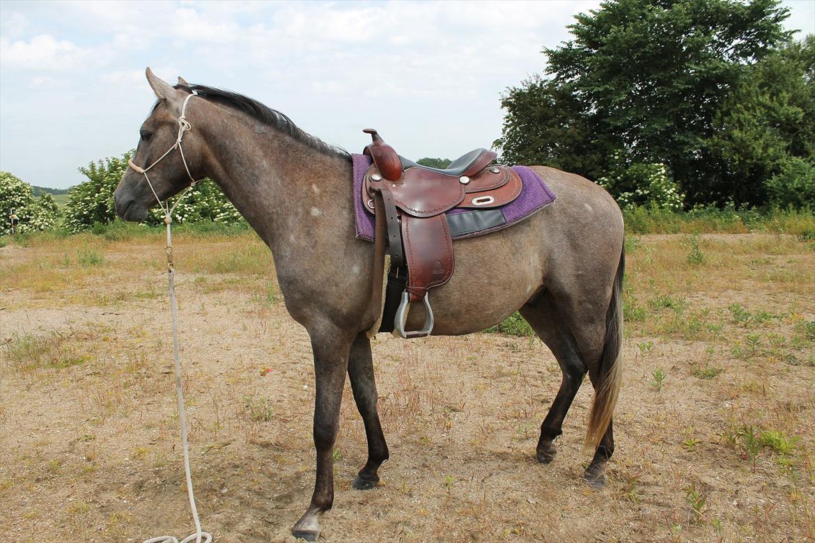 Anden særlig race SG Dusty Dakota billede 18