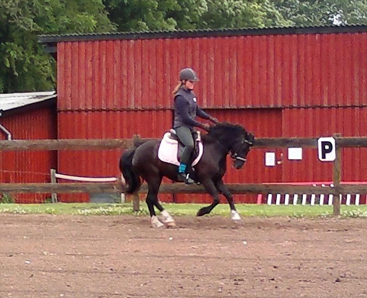 Welsh Pony af Cob-type (sec C) Queen Gabbi - SOLGT - billede 12