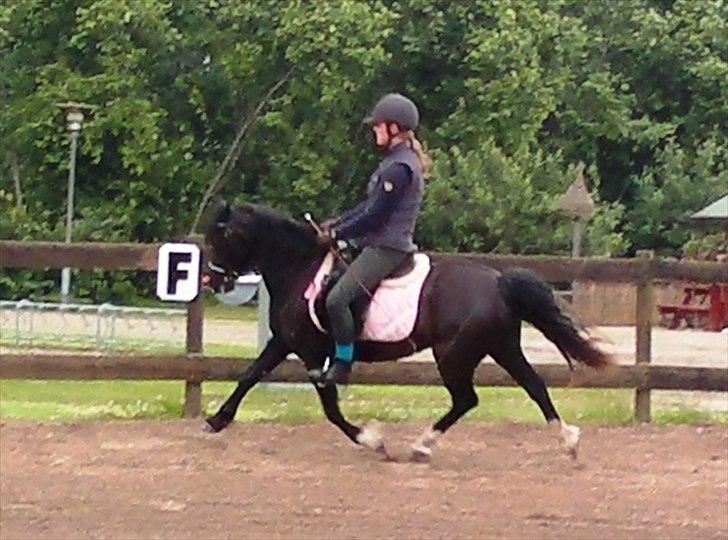 Welsh Pony af Cob-type (sec C) Queen Gabbi - SOLGT - billede 13