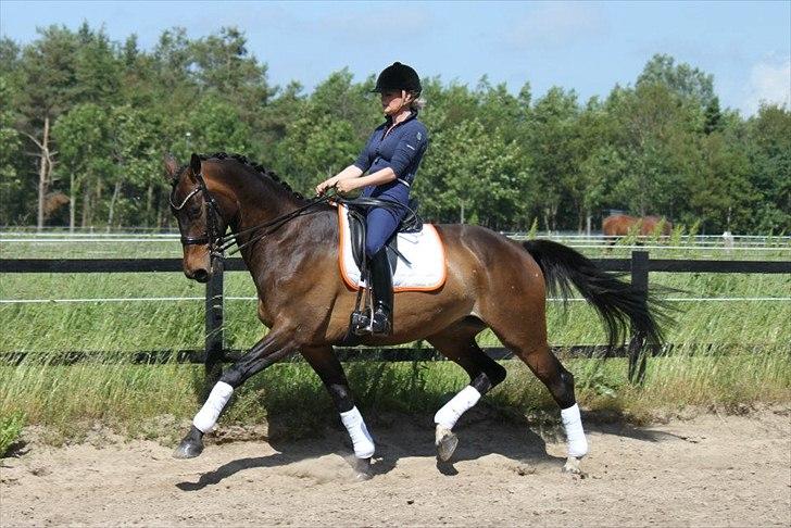 Dansk Varmblod Ny Ågårds Amoena  DULLEN B-Hest - billedet er taget af Nanna Busk billede 2