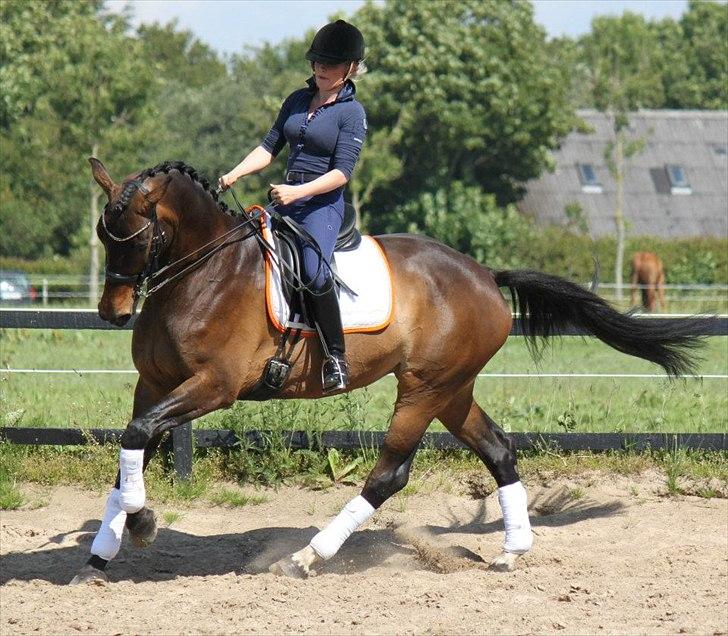 Dansk Varmblod Ny Ågårds Amoena  DULLEN B-Hest billede 19