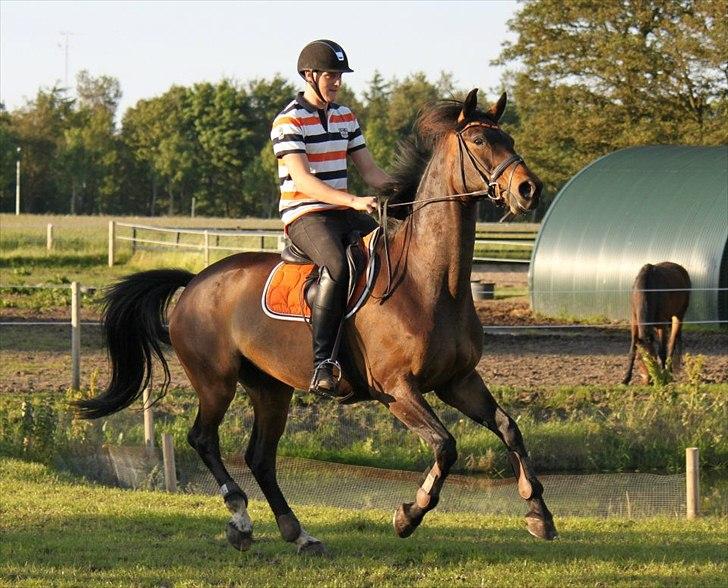 Dansk Varmblod Ny Ågårds Amoena  DULLEN B-Hest - billedet er taget af nanna Busk
- en meget vild spring dulle ;-) billede 20