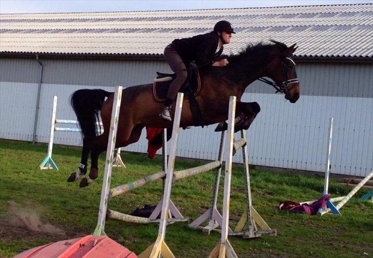 Dansk Varmblod Ny Ågårds Amoena  DULLEN B-Hest - seje Dulle, der springer 1.40! billede 9