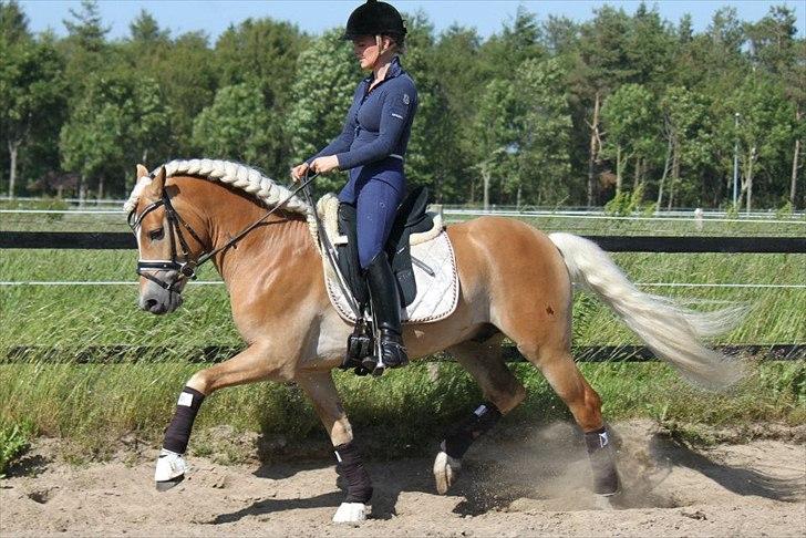 Haflinger Wi-Waldi Wican AVLSHINGST - billedet er taget af nanna Busk billede 8