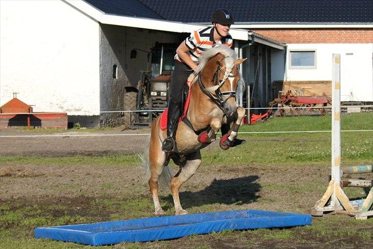 Haflinger Wi-Waldi Wican AVLSHINGST - billedet er taget af nanna Busk
wiws, anden gang han springer! billede 9