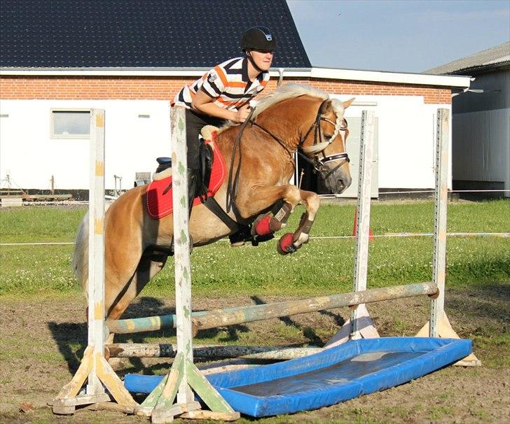 Haflinger Wi-Waldi Wican AVLSHINGST - billedet er taget af nanna Busk
wiws, anden gang han springer billede 10