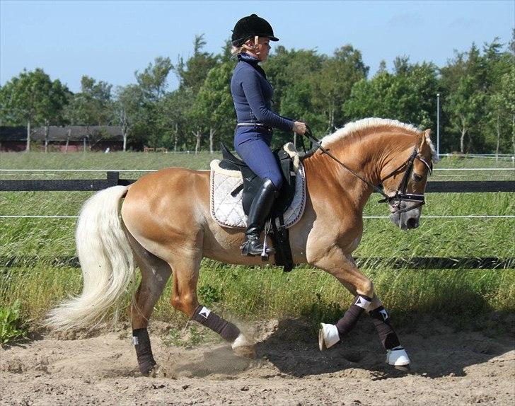 Haflinger Wi-Waldi Wican AVLSHINGST - billedet er taget af nanna Busk billede 12