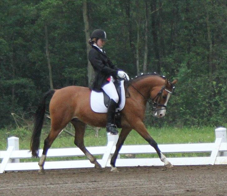 Anden særlig race Millenium Star    -Dressur stjerne<3 - Stævne i Børkop - LA1 16. juni 2012 billede 1