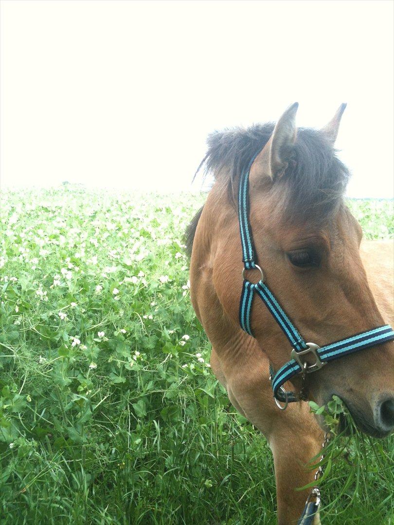 Anden særlig race Lucky [Udlånt] - Sommer 2012 billede 16