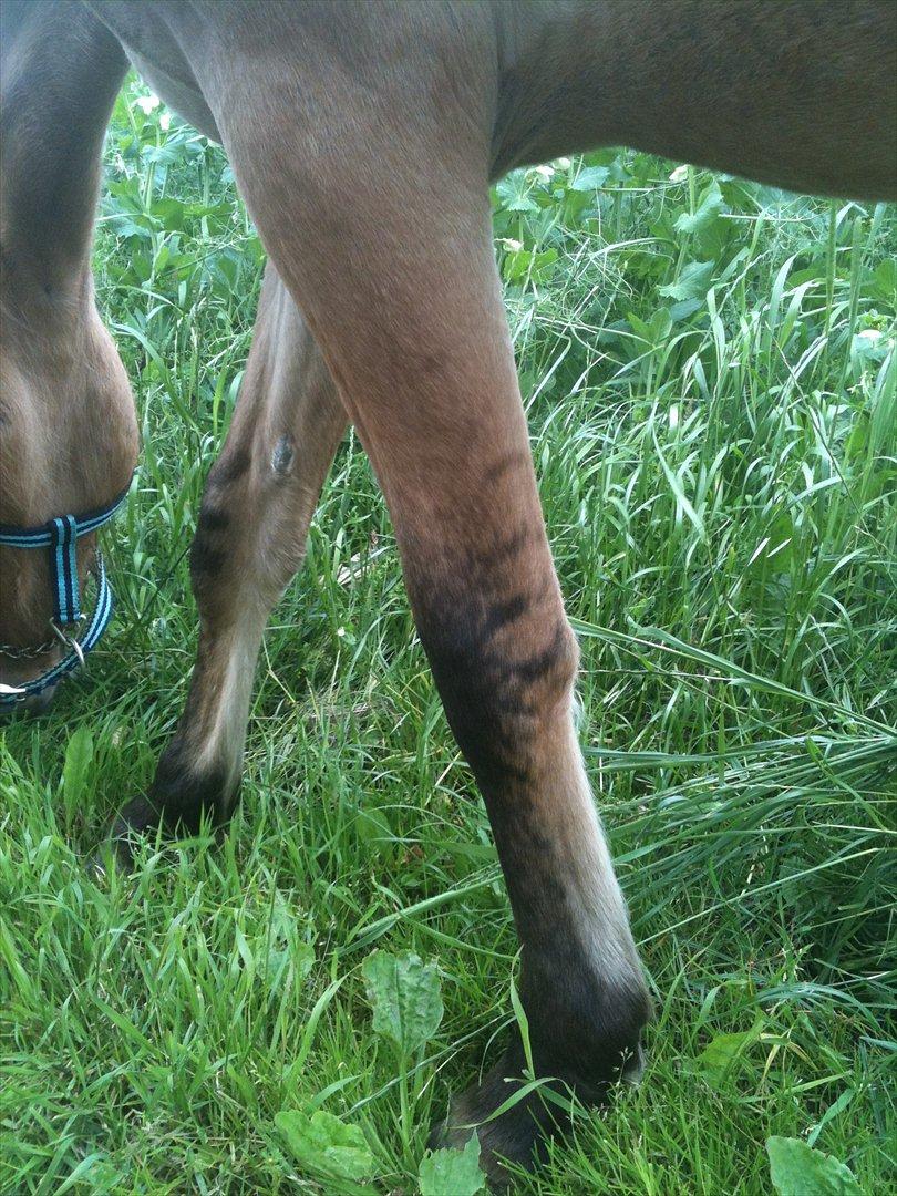 Anden særlig race Lucky [Udlånt] - Sommer 2012. De sejeste aftegn jeg nogensinde har set. billede 17