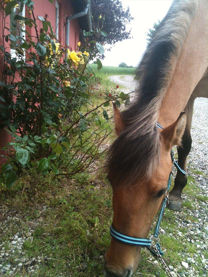 Anden særlig race Lucky [Udlånt] - Sommer 2012 billede 18