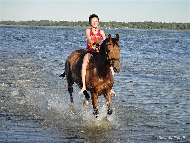 Anden særlig race Lady - galop i vandet XD med hinde den dejlige<3<3<3<3<3

foto: thea  billede 17