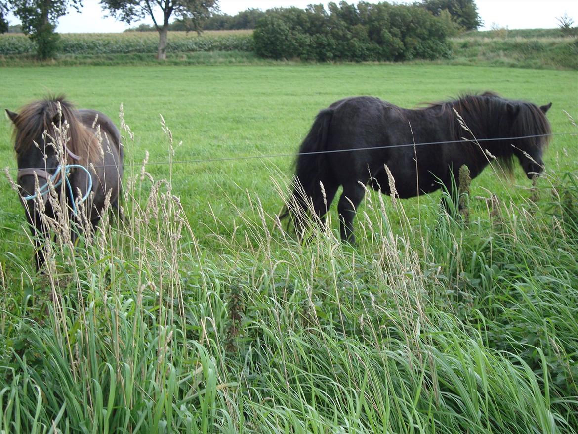 Anden særlig race Dixie savnet (RIP) :'( billede 3