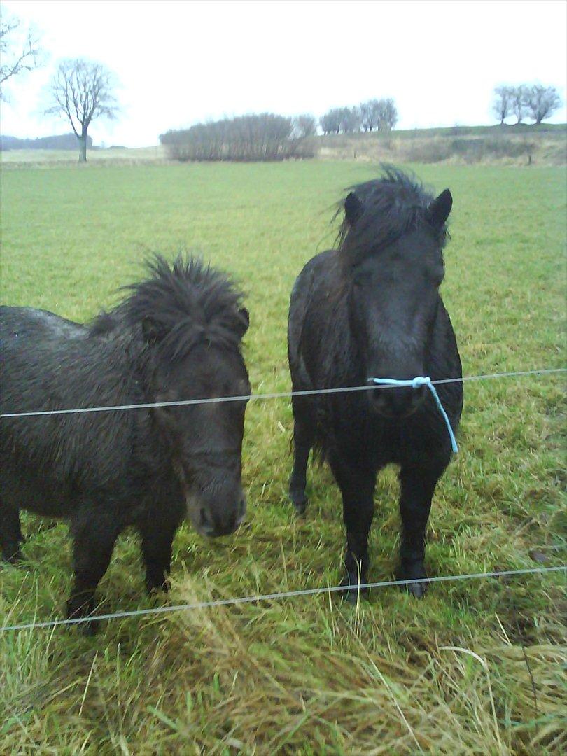 Anden særlig race Dixie savnet (RIP) :'( billede 5