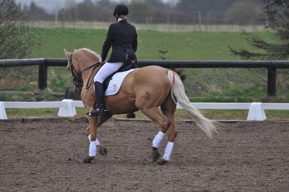 Palomino honey billede 2