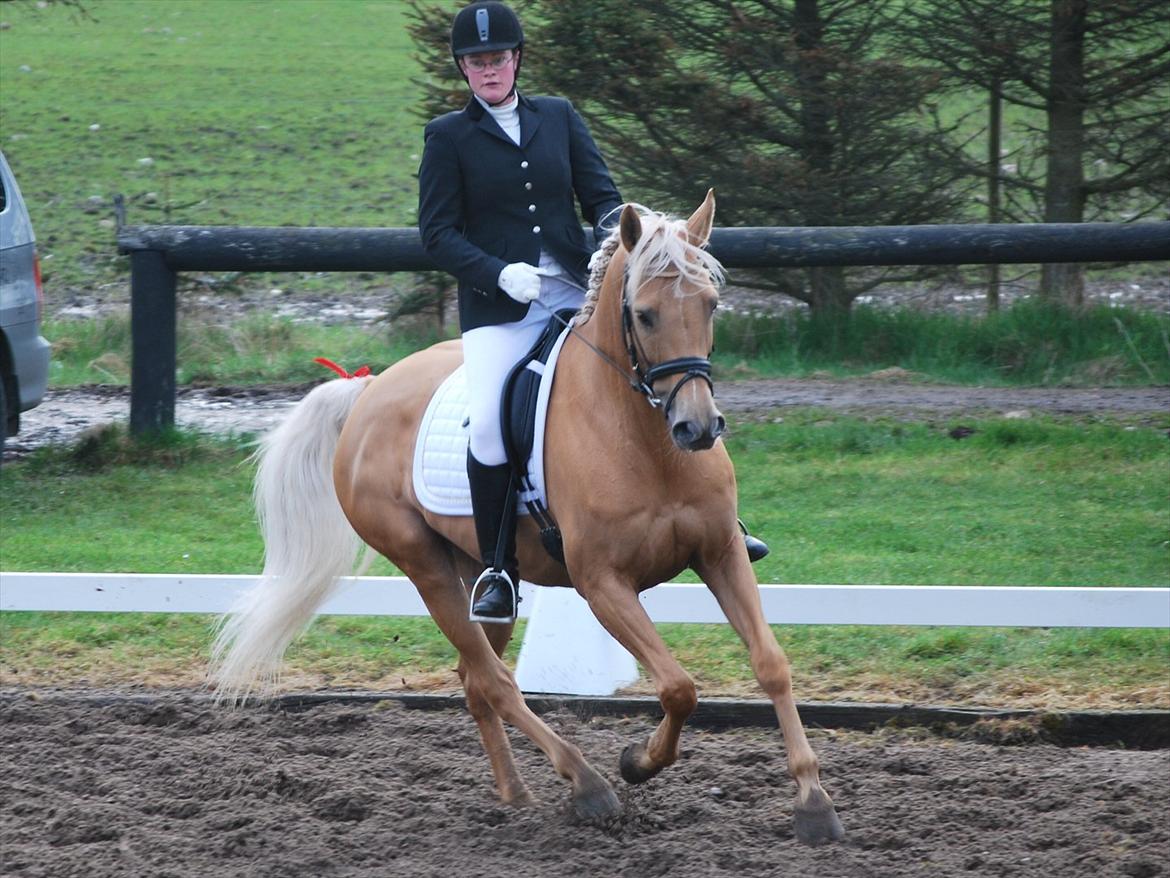 Palomino honey billede 1