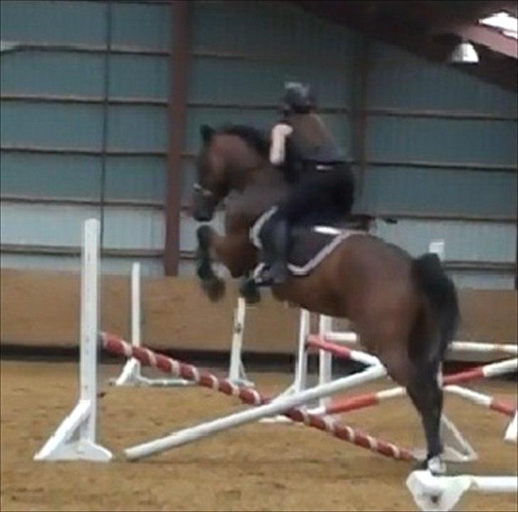 Holstener Cavalier aka. Bruno billede 16