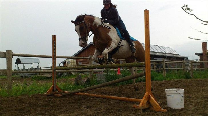 Anden særlig race Marry Poppins - 85-90 cm  billede 10
