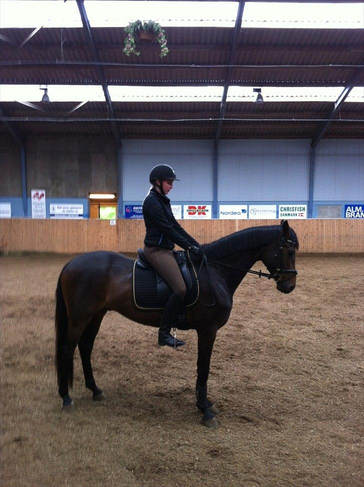 Dansk Varmblod Zaino billede 2