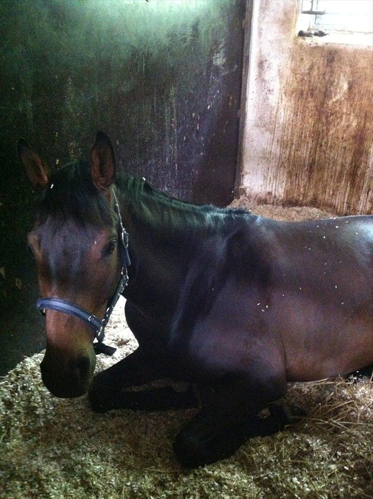 Dansk Varmblod Zaino billede 3