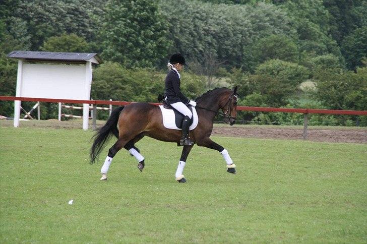 Tysk Sportspony Vämpy!:*<3 B-Pony SOLGT:( - Nummer 3 til sydjysk mesterskab 2012 billede 9