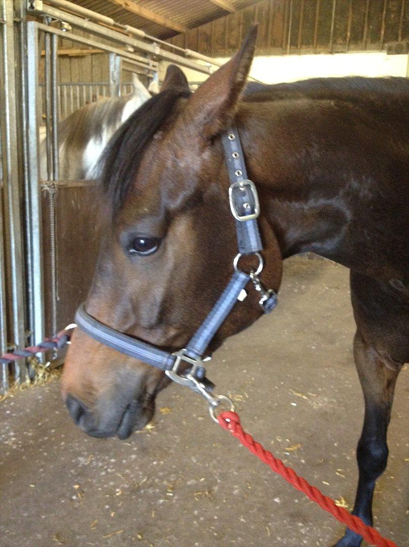 Dansk Varmblod Zaino billede 4