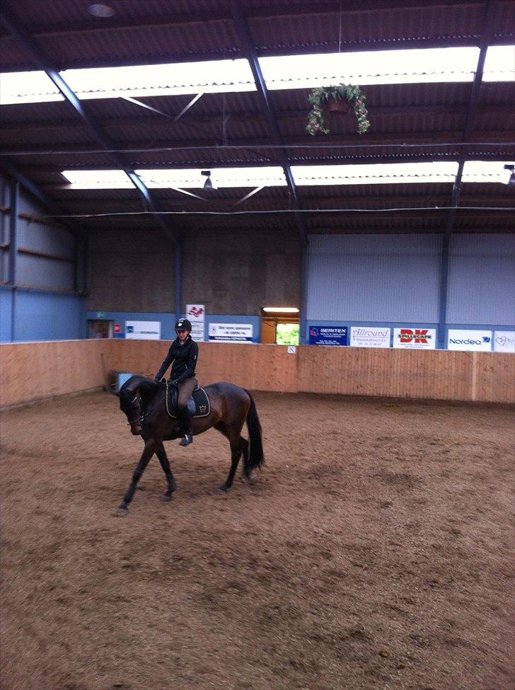 Dansk Varmblod Zaino billede 5