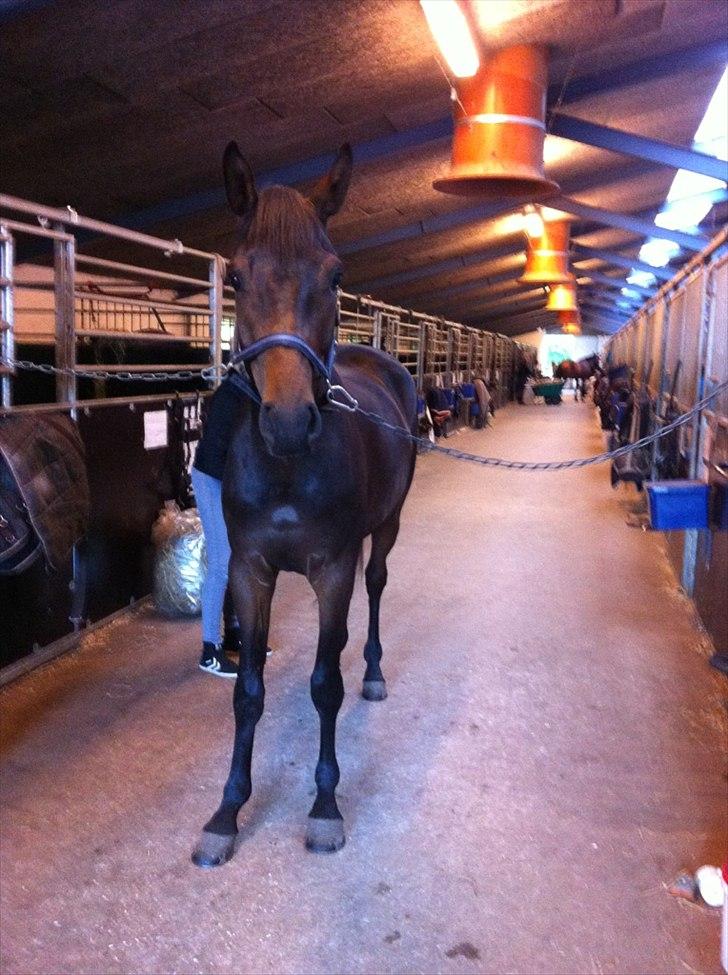 Dansk Varmblod Zaino billede 6