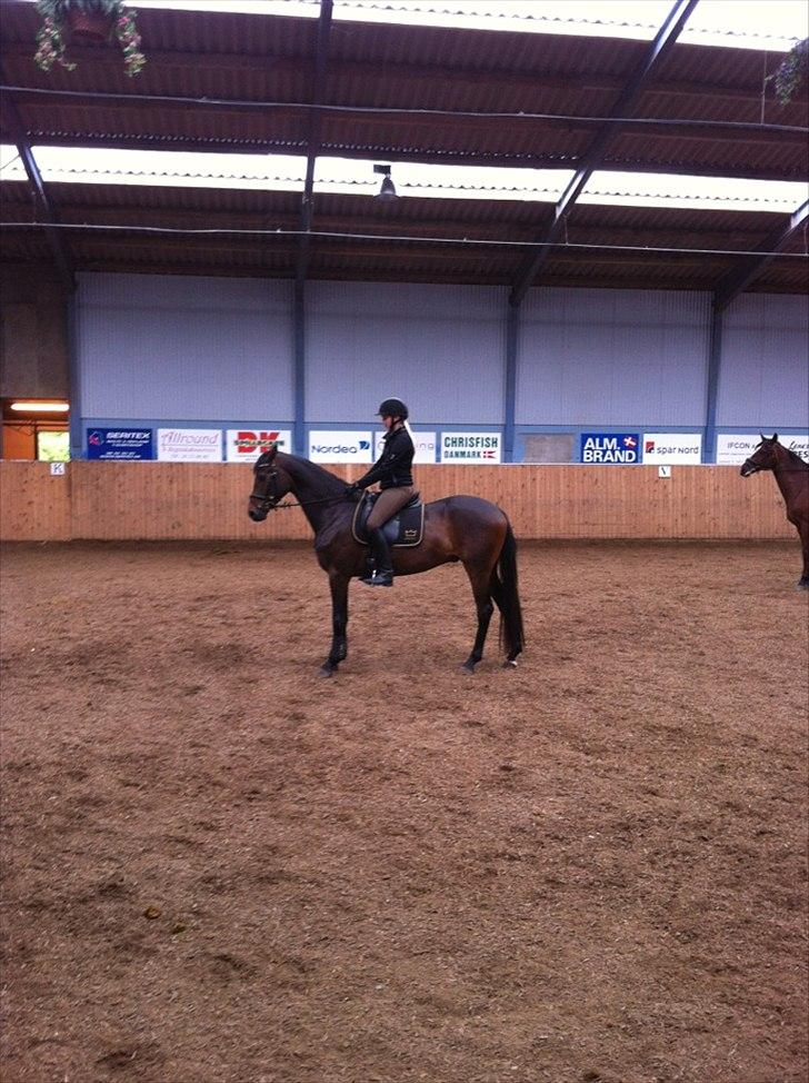 Dansk Varmblod Zaino billede 7