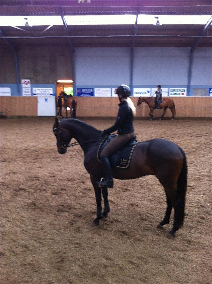 Dansk Varmblod Zaino billede 9