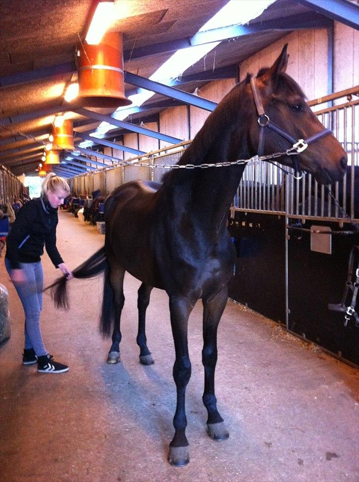 Dansk Varmblod Zaino billede 10