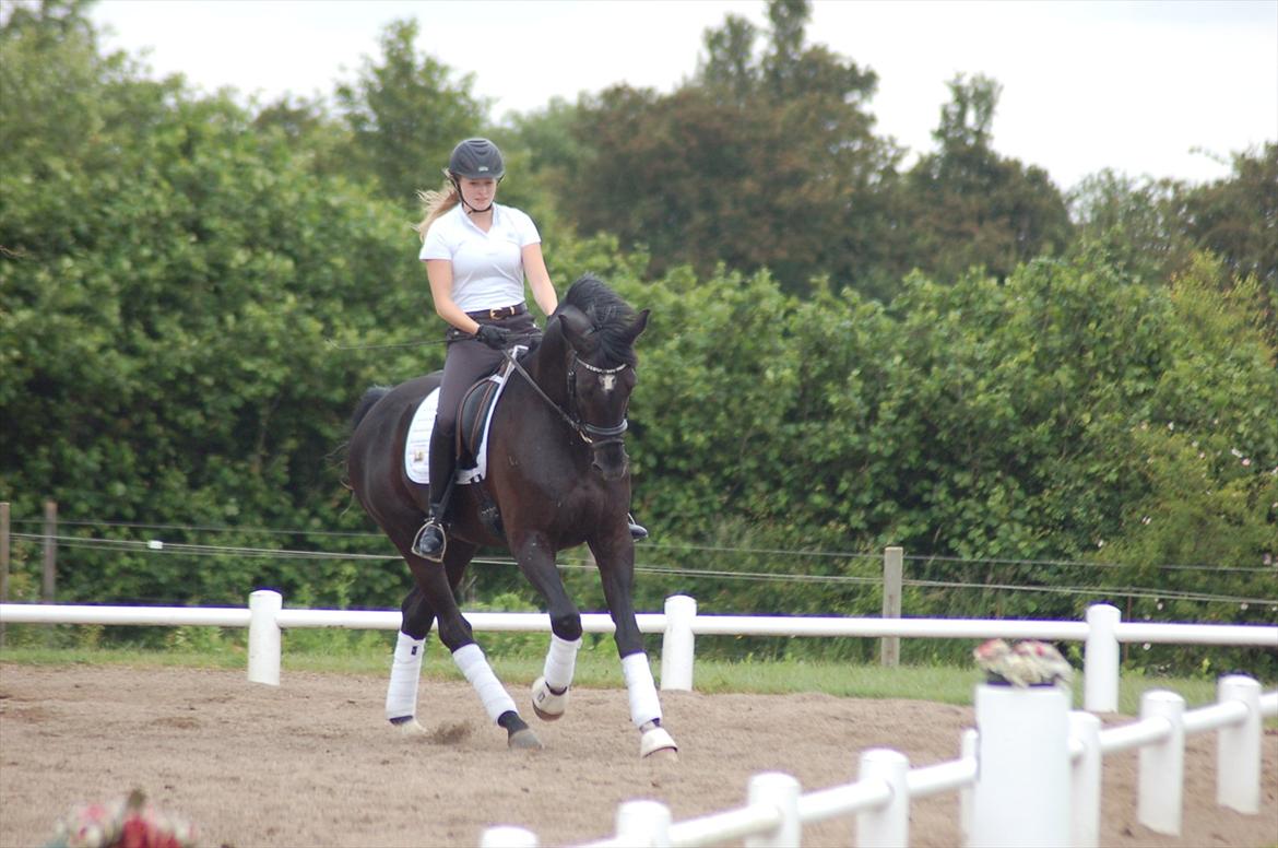 Hannoveraner Royan billede 17