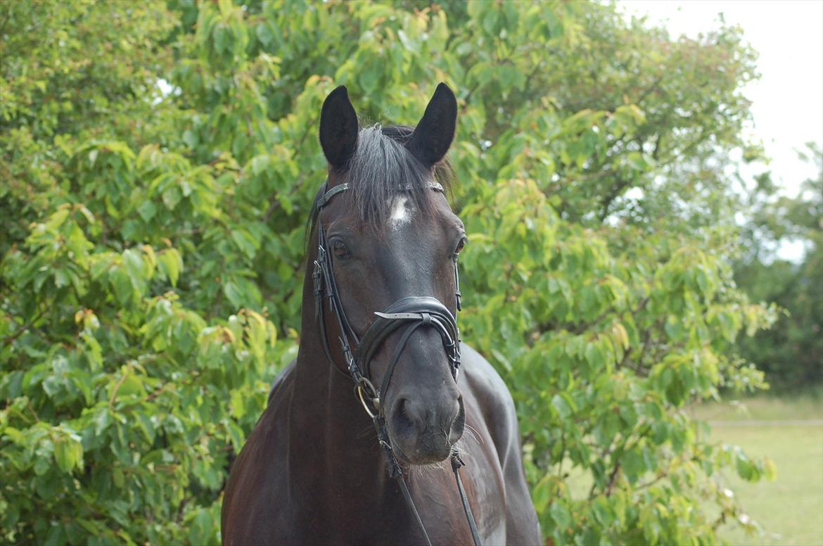 Hannoveraner Royan billede 1