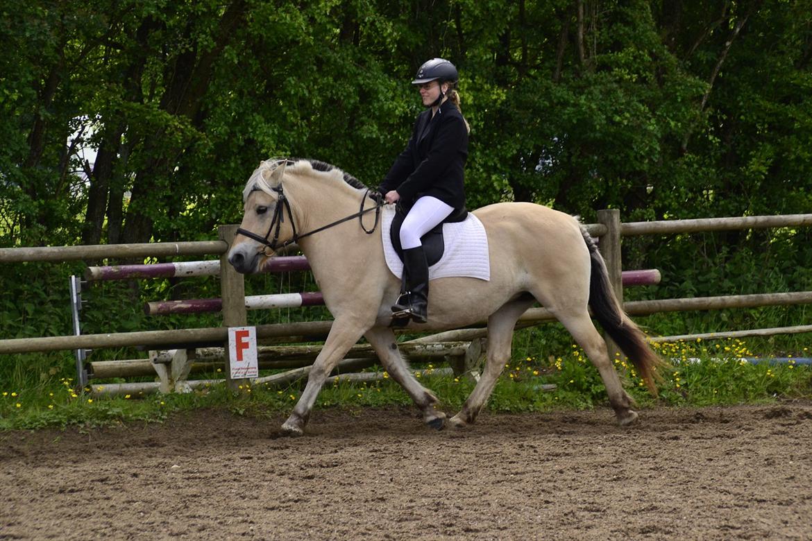 Fjordhest Berta <3 - Berta og hendes nye frisure. og hendes nye part rytter :)
#Fotograf: Anne-Mette Fogh# billede 1