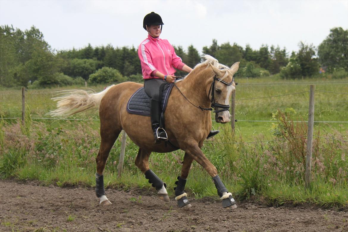 Palomino Barbi gold - Velkommen til smukkke Barbi's profil 
Håber i vil nyde hende selvom hun er LIDT tyk :P  billede 1